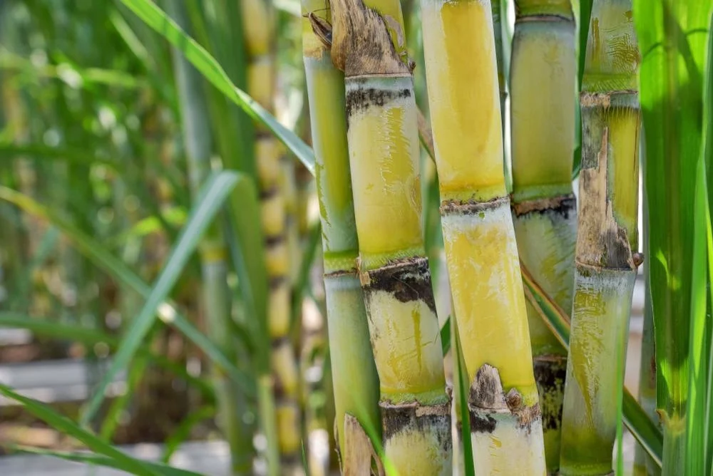 Sugarcane to energy