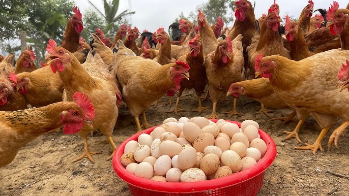 Poultry